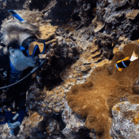 A diver looking at an anemone full of clownfish on a reef in Palau